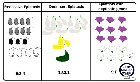 epitasi|Genome